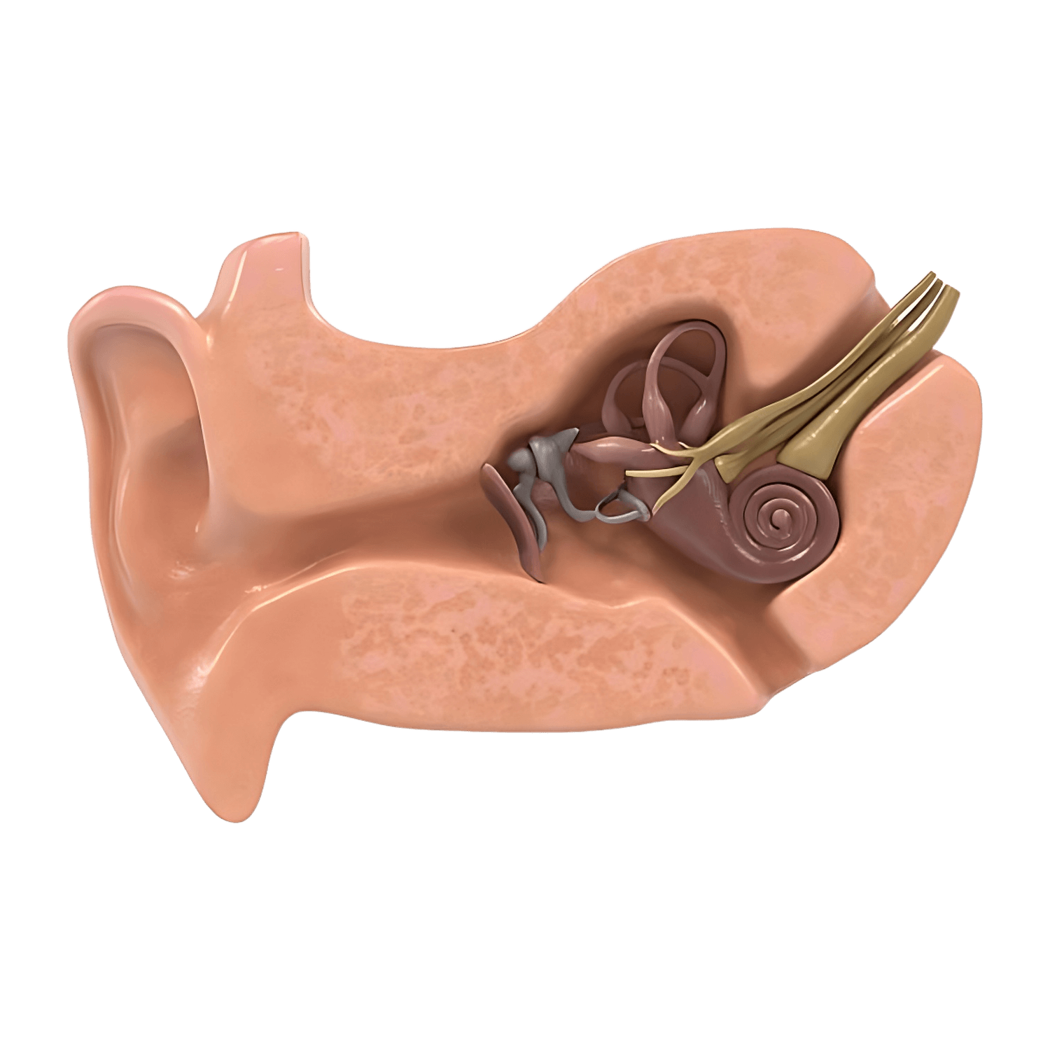 Ear Anatomy Transparent Photo