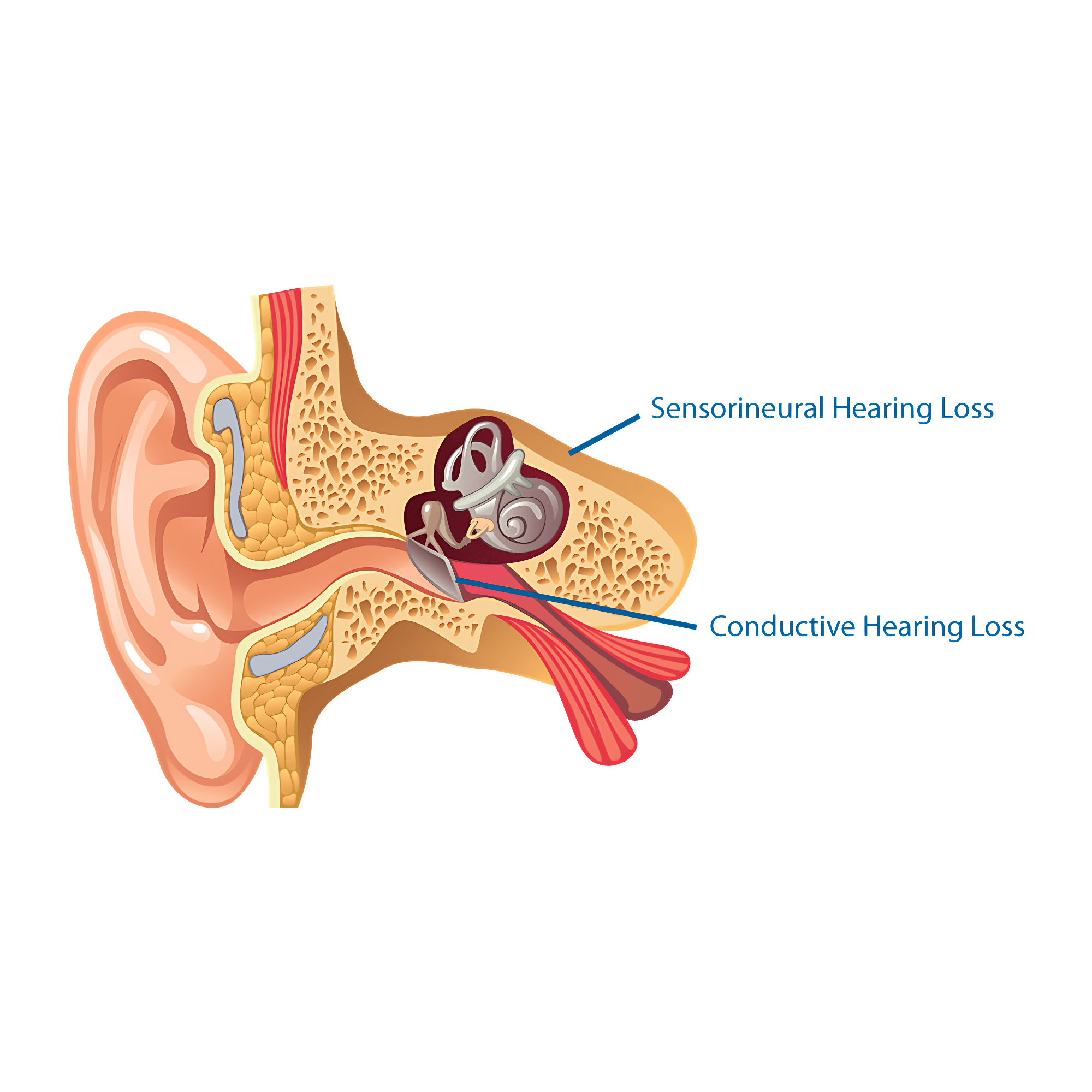 Ear Anatomy Transparent Picture