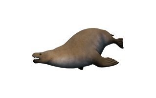 Eared Seal PNG