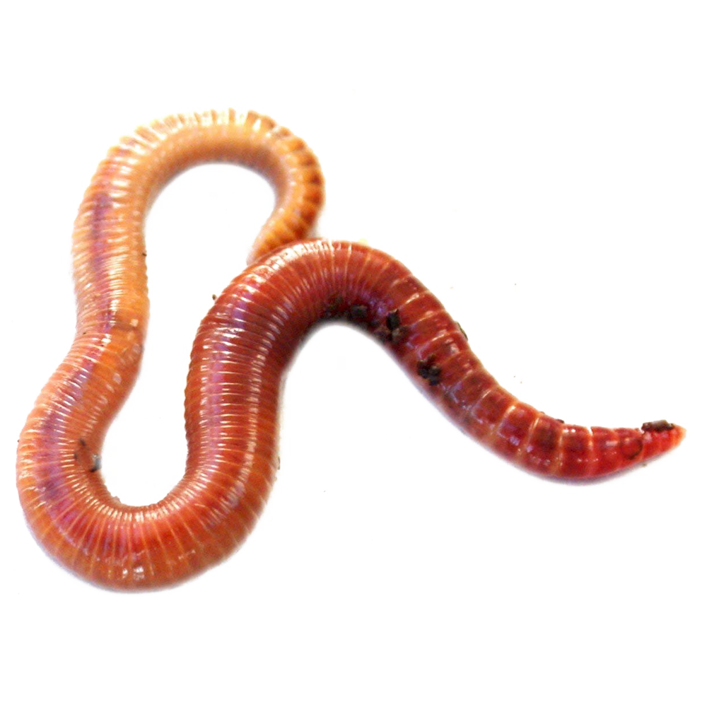 Earth Worms Transparent Image