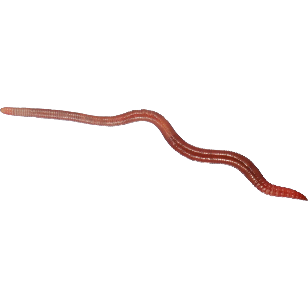 Earth Worms Transparent Picture