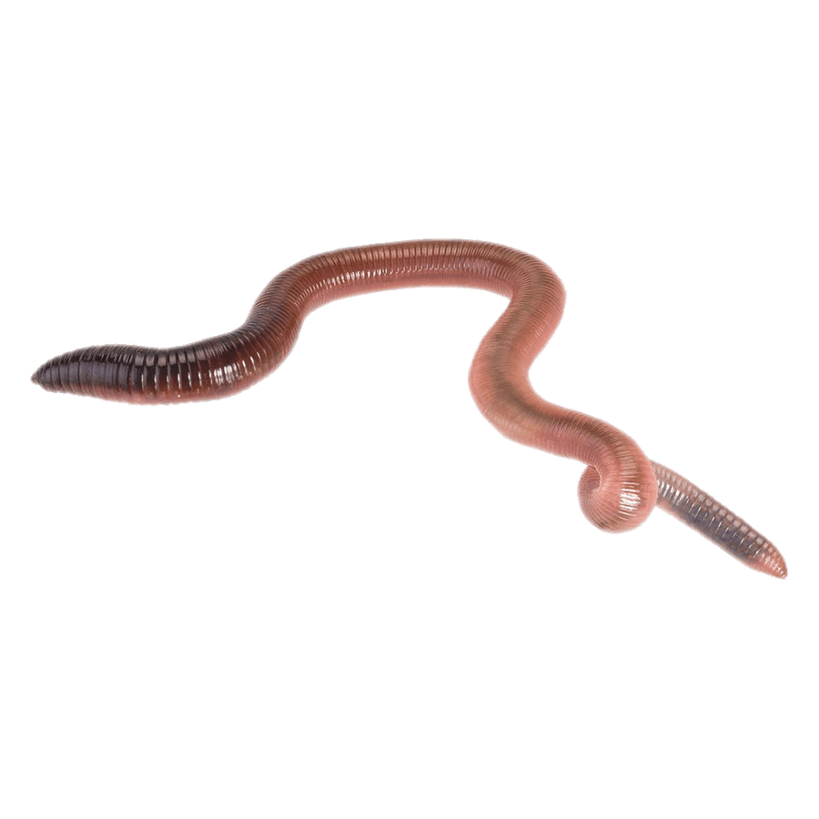 Earthworm Transparent Image
