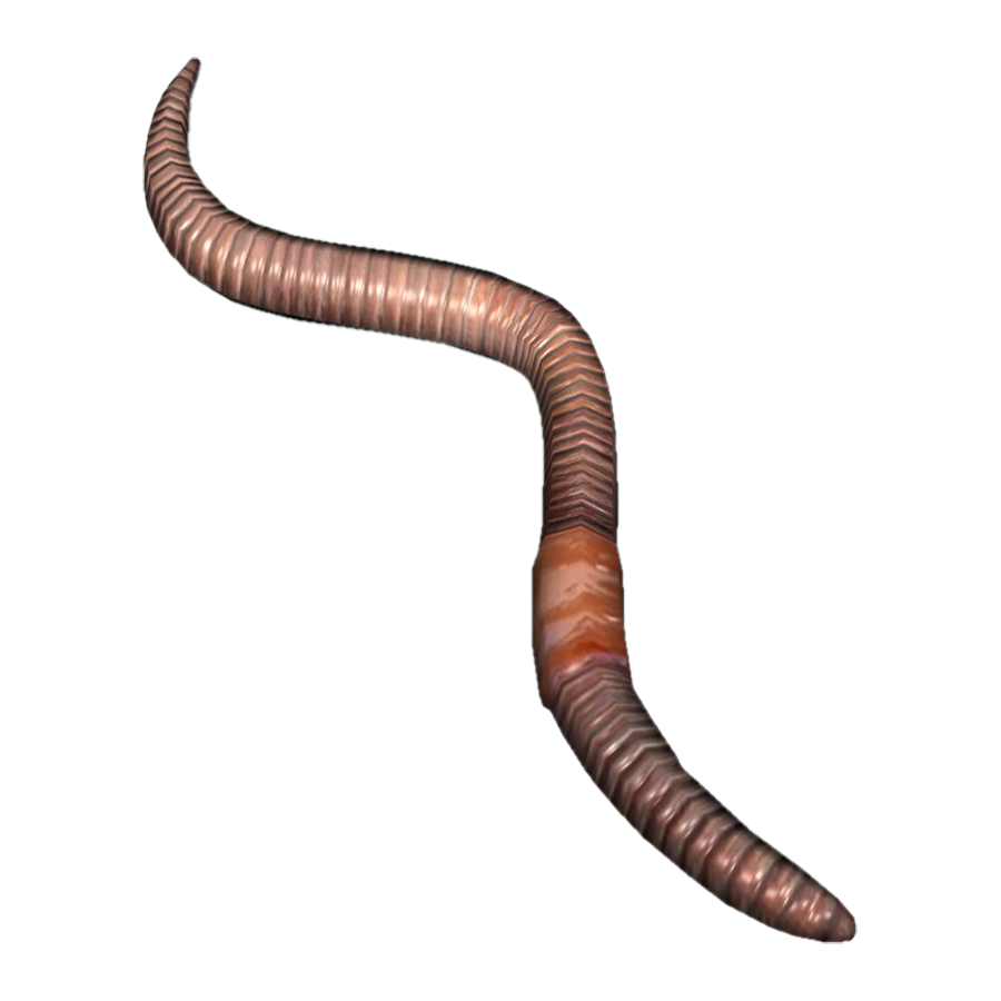 Earthworm Transparent Picture