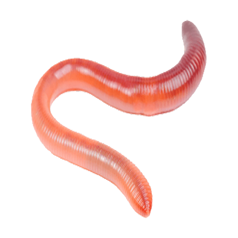 Earthworm Transparent Clipart