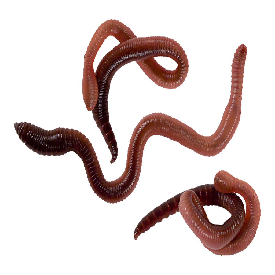 Earthworm Transparent Gallery