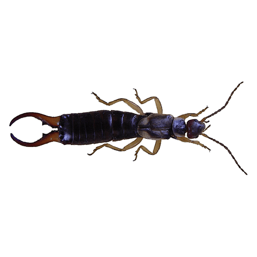 Earwig Transparent Picture