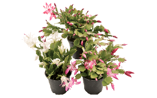 Easter Cactus PNG