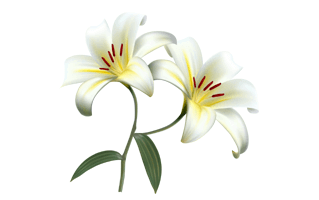 Easter Lilies PNG