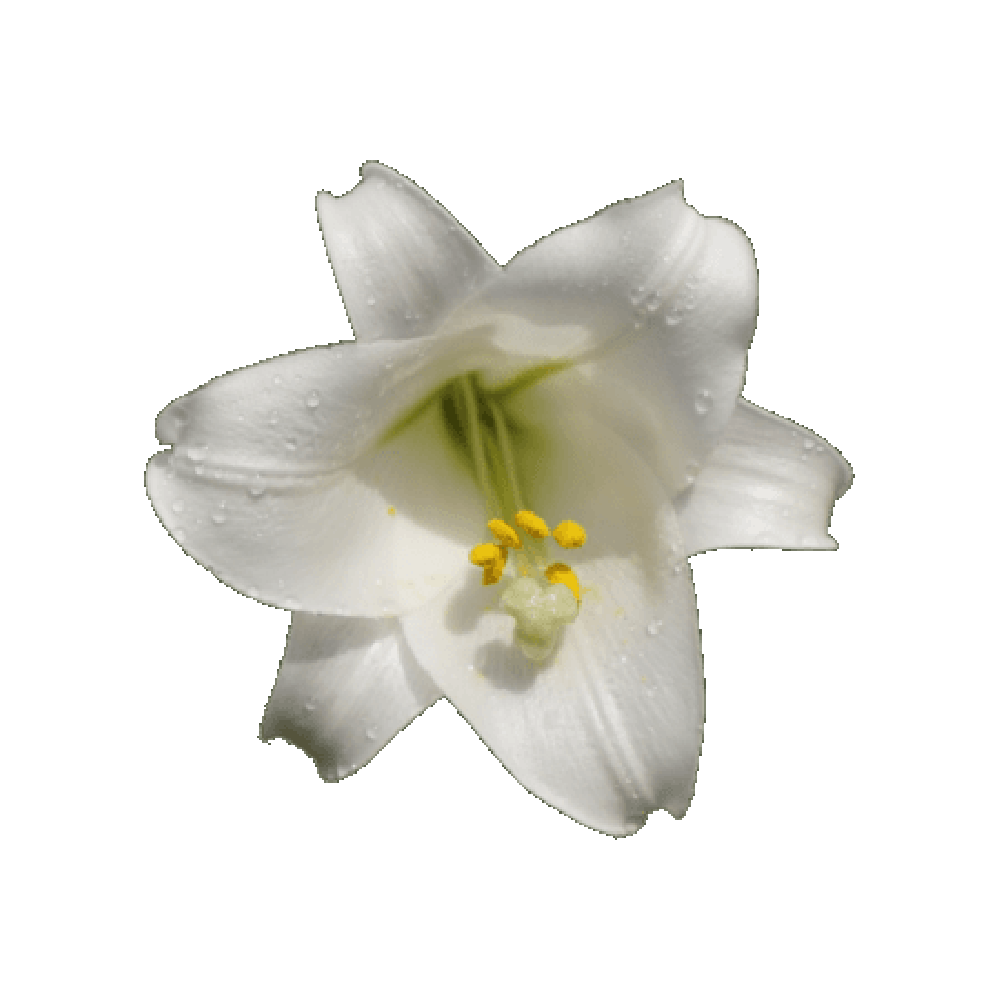 Easter Lily  Transparent Clipart