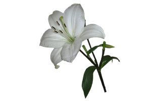 Easter Lily PNG