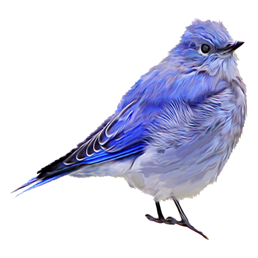 Eastern Bluebird Transparent Photo