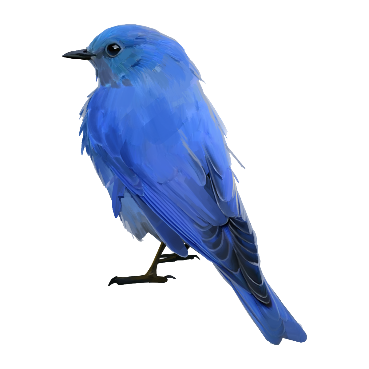Eastern Bluebird Transparent Picture