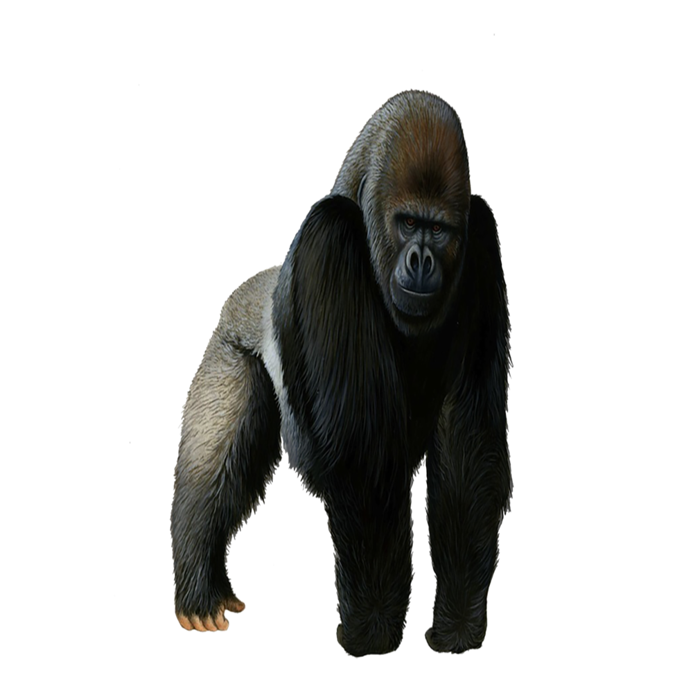 Eastern Lowland Gorilla Transparent Image