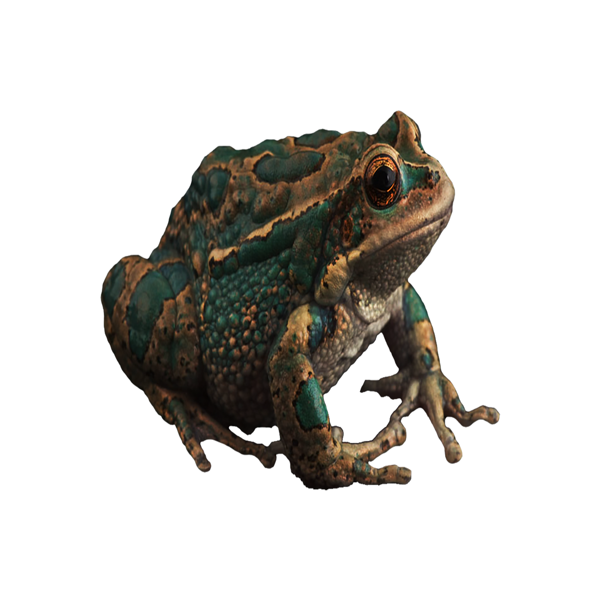 Edible Frog Transparent Image