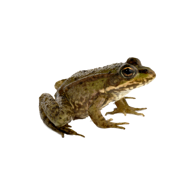 Edible Frog Transparent Photo