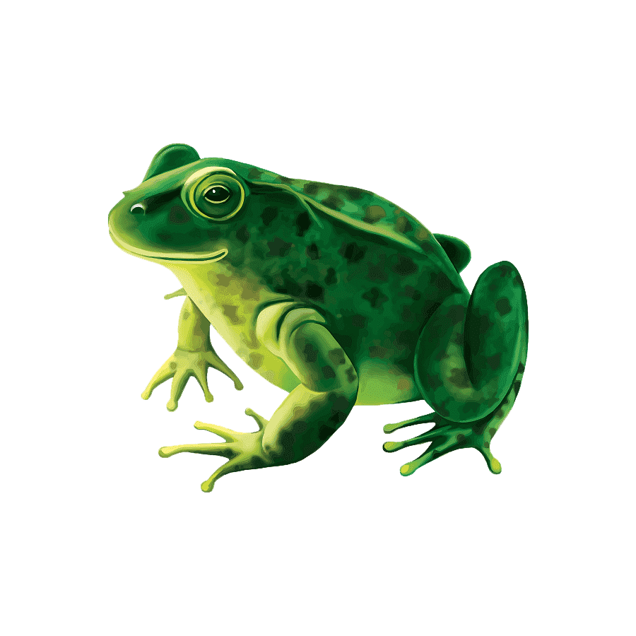 Edible Frog Transparent Clipart