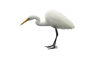 Egret Bird PNG