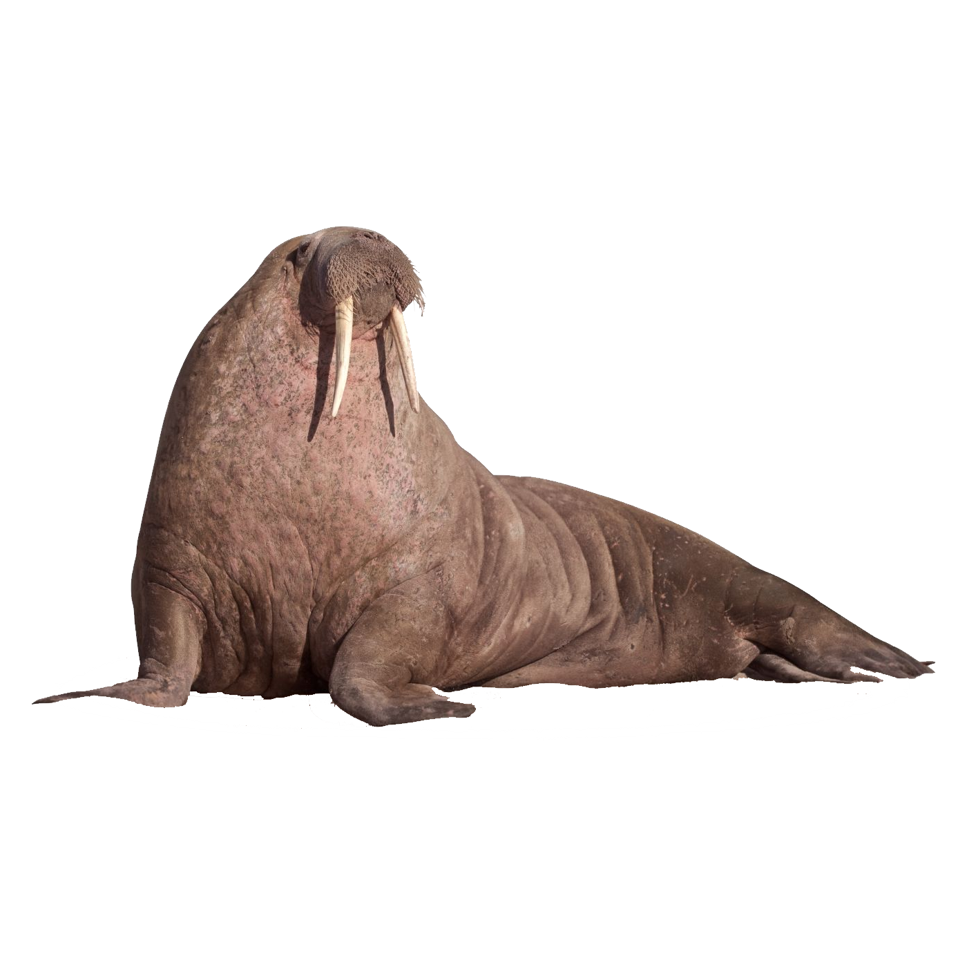 Elephant Seal Transparent Image