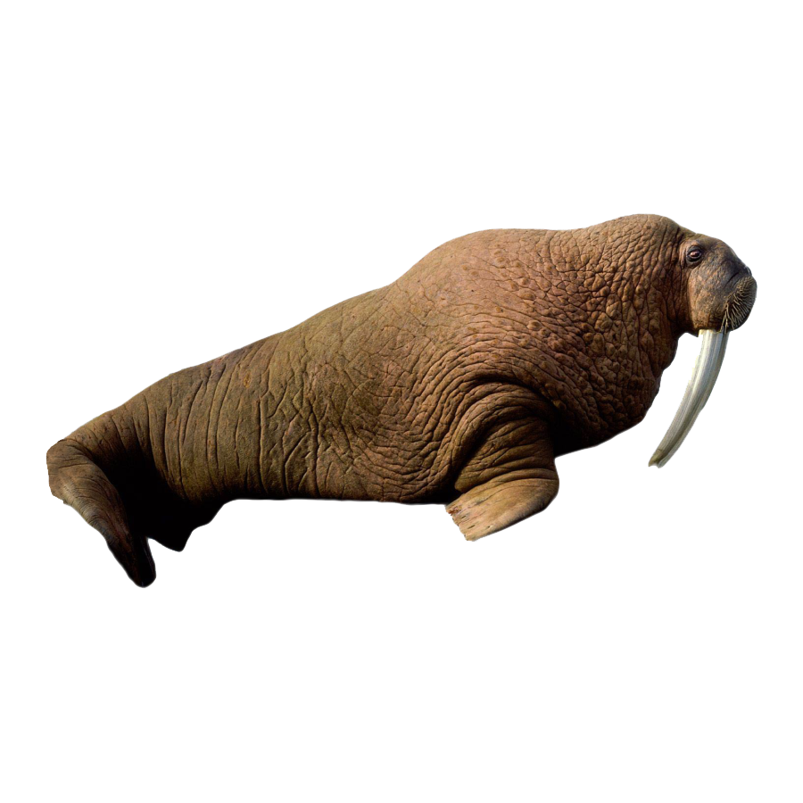 Elephant Seal Transparent Picture