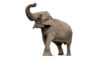 Elephent PNG