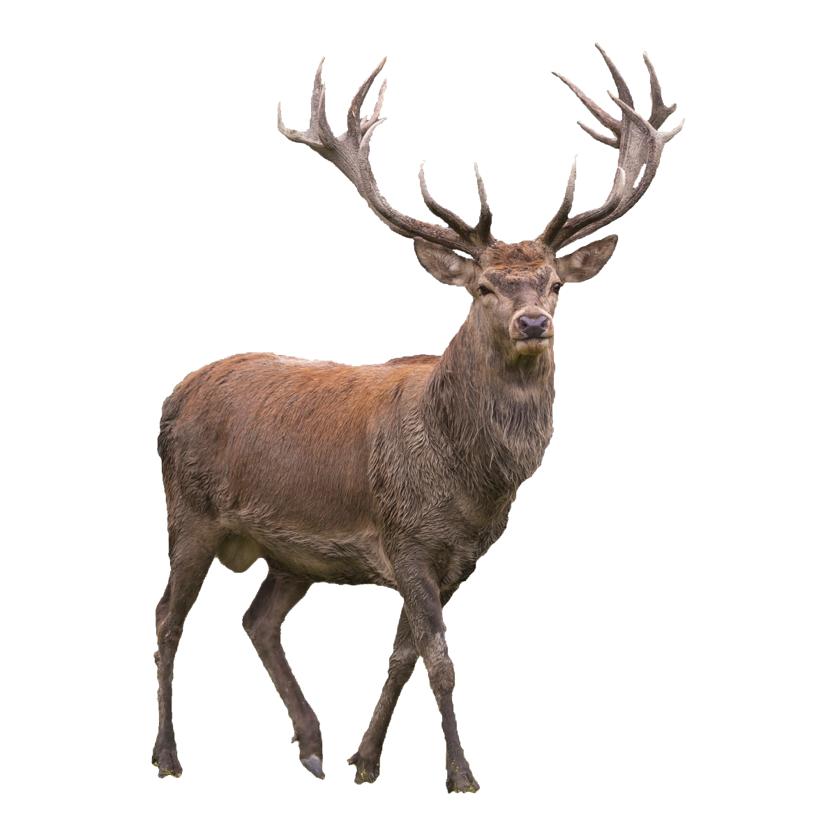 Elk Transparent Image