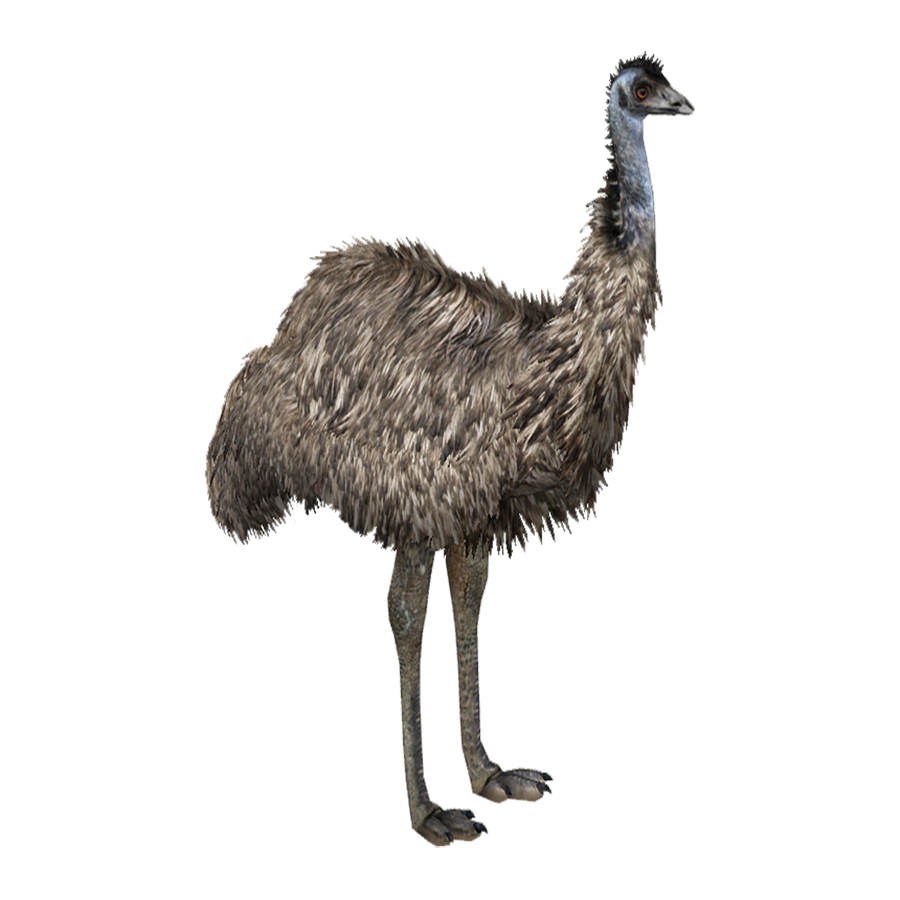 Emu Transparent Image