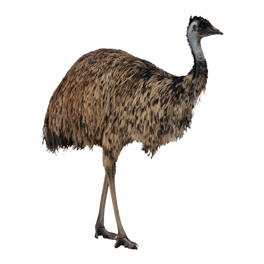 Emu Transparent Photo