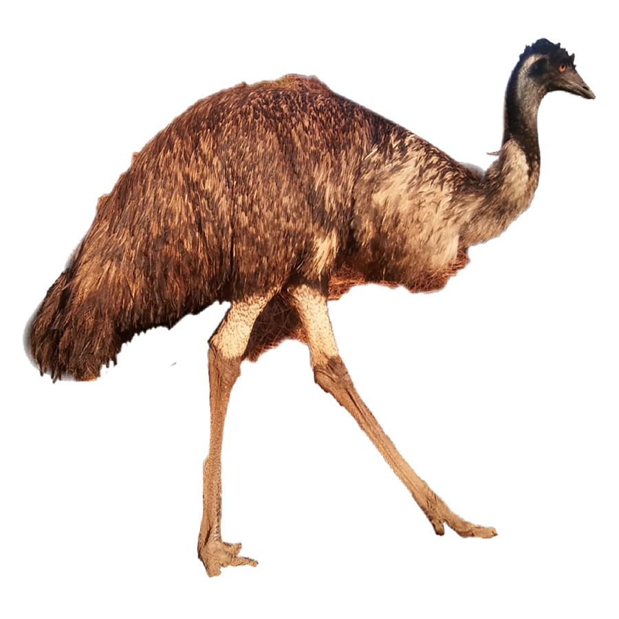 Emu Transparent Picture