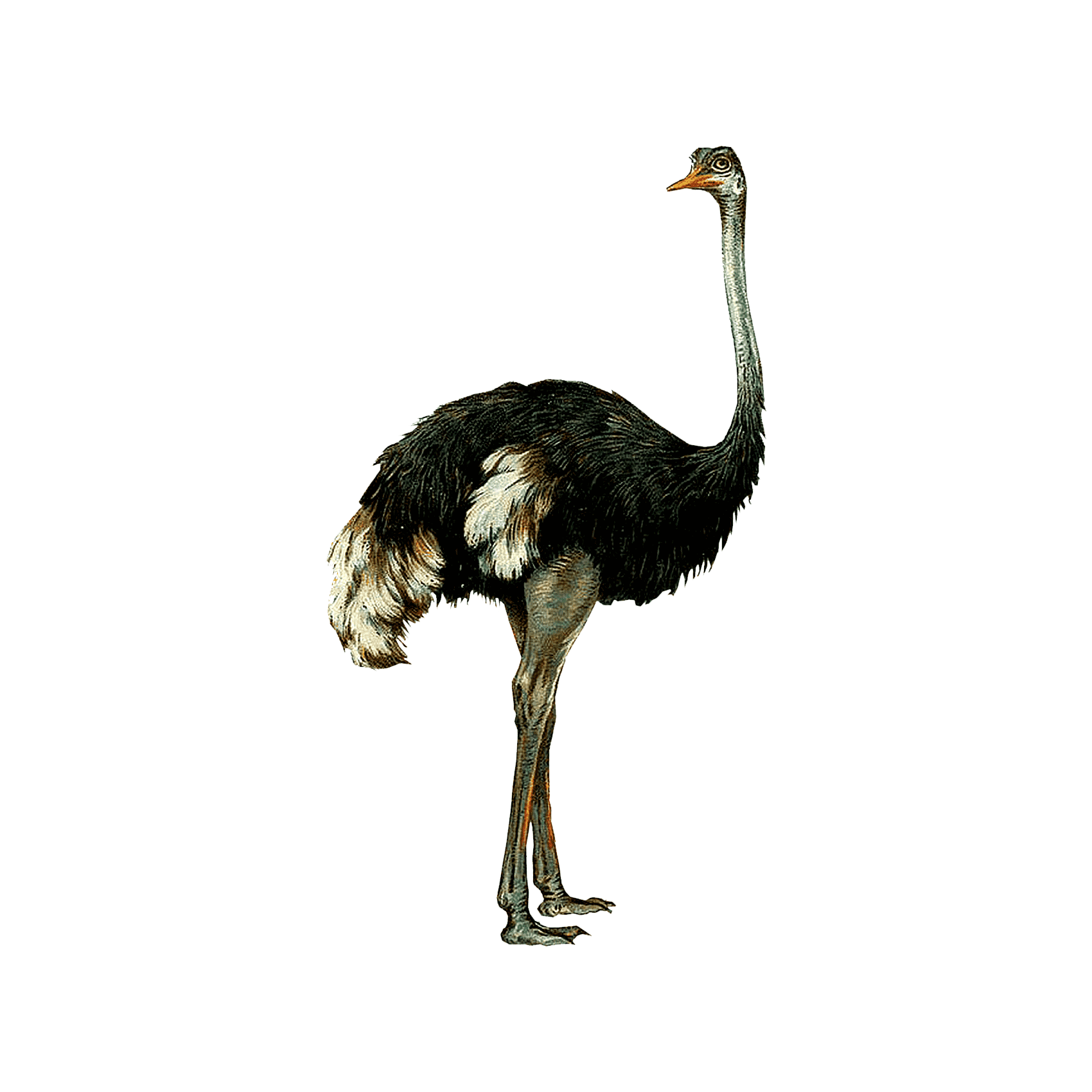Emu Transparent Gallery