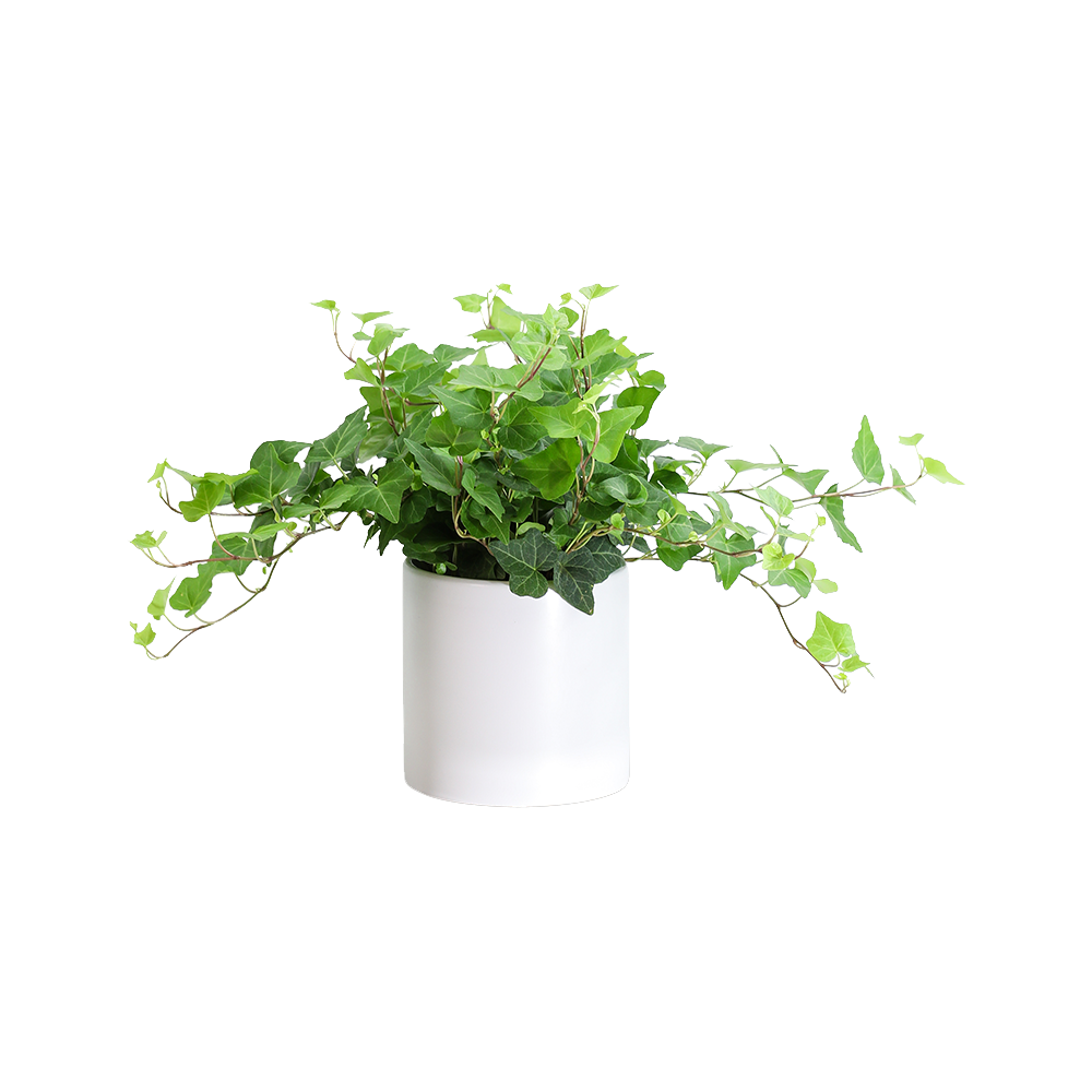 English Ivy Plant  Transparent Image