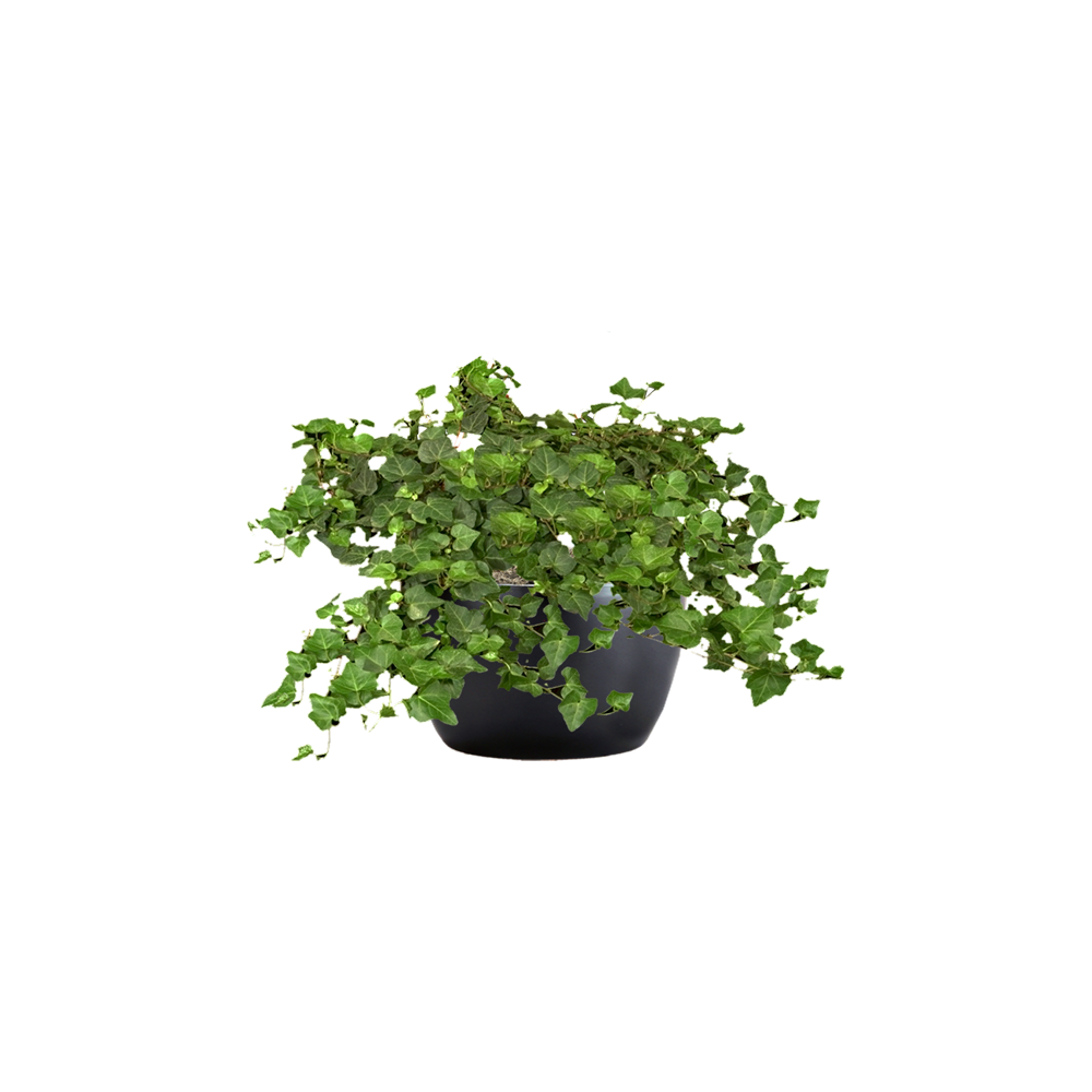 English Ivy Plant  Transparent Photo