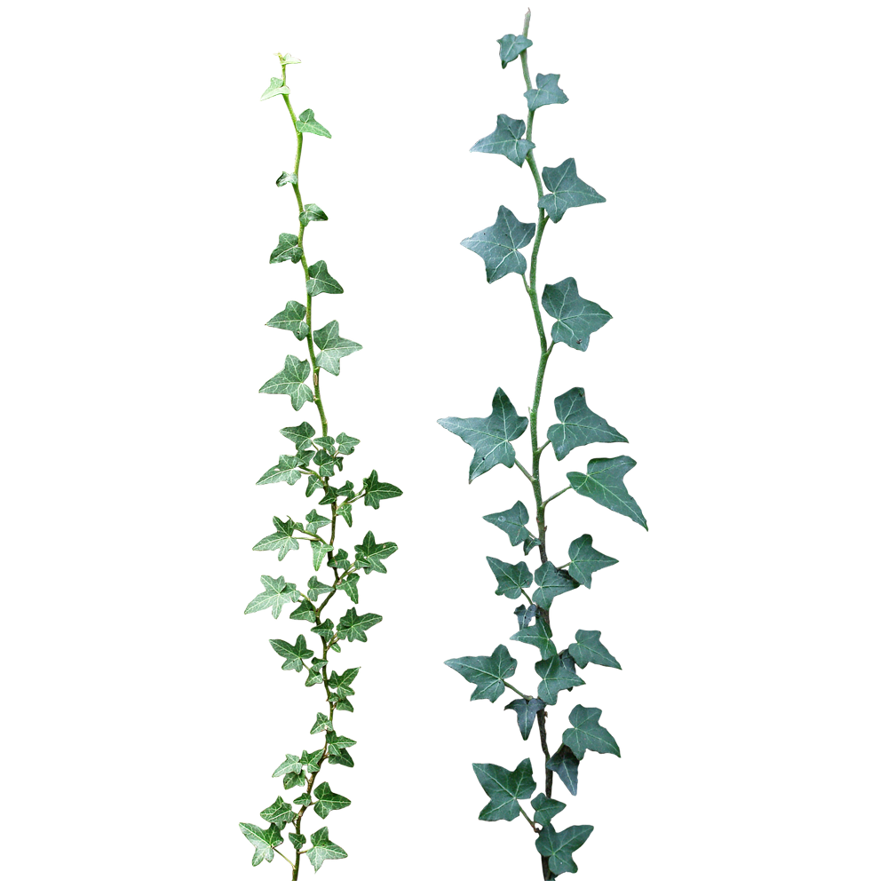 English Ivy Plant  Transparent Clipart