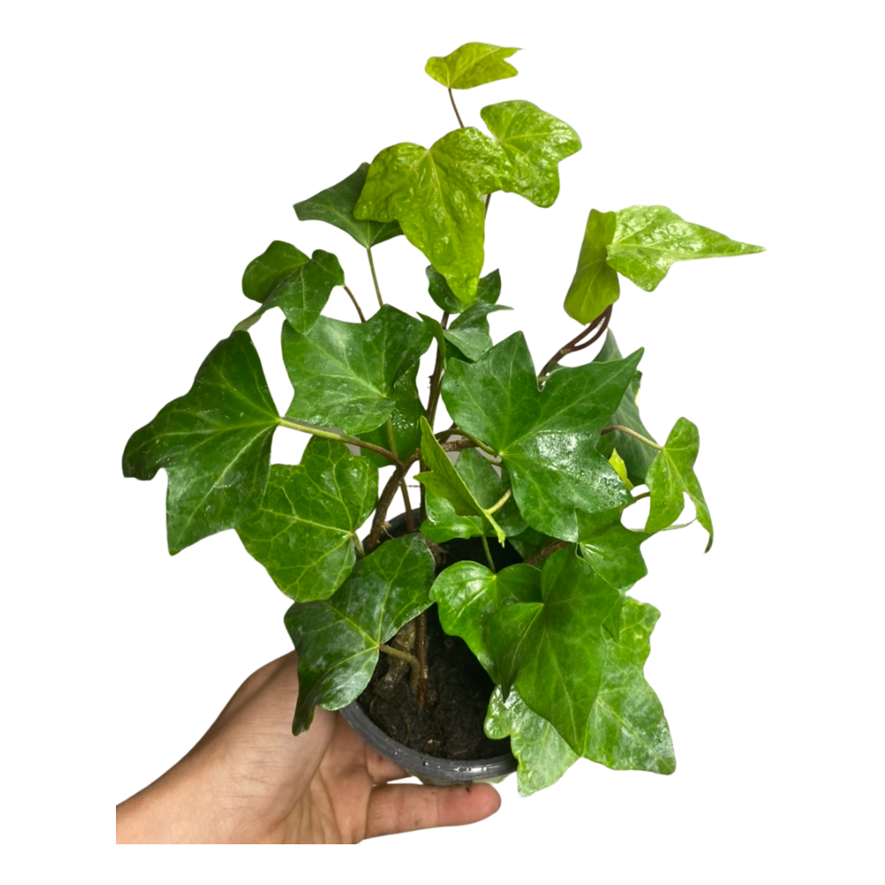 English Ivy Plant  Transparent Gallery