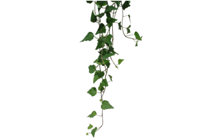 English Ivy Plant PNG