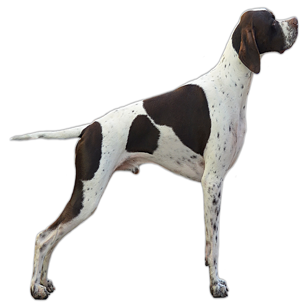 English Pointer Transparent Picture