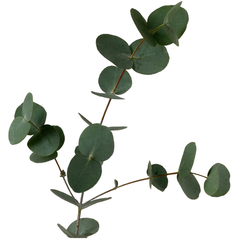Eucalyptus Plant  Transparent Photo