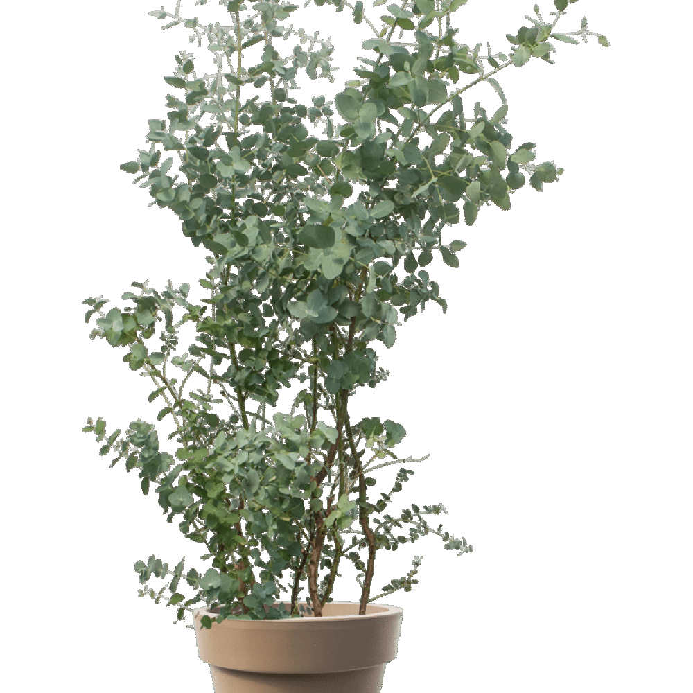 Eucalyptus Plant Transparent Picture