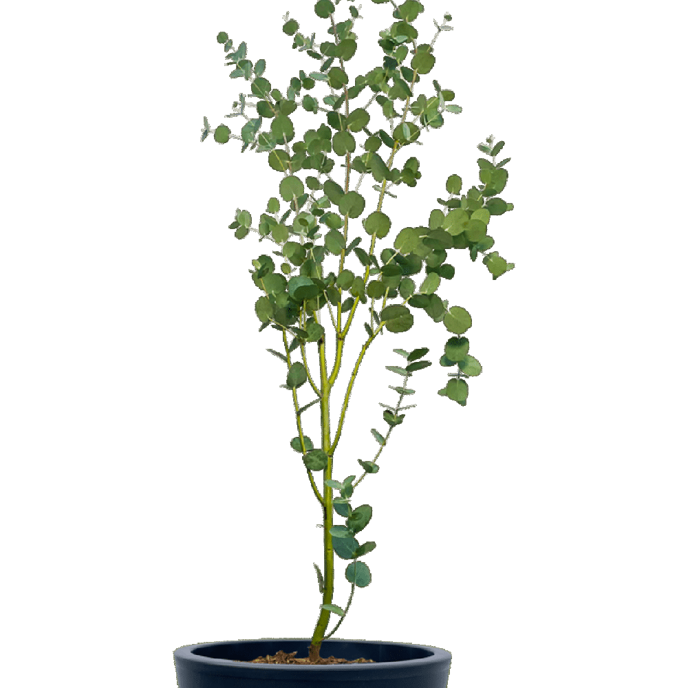 Eucalyptus Plant  Transparent Clipart