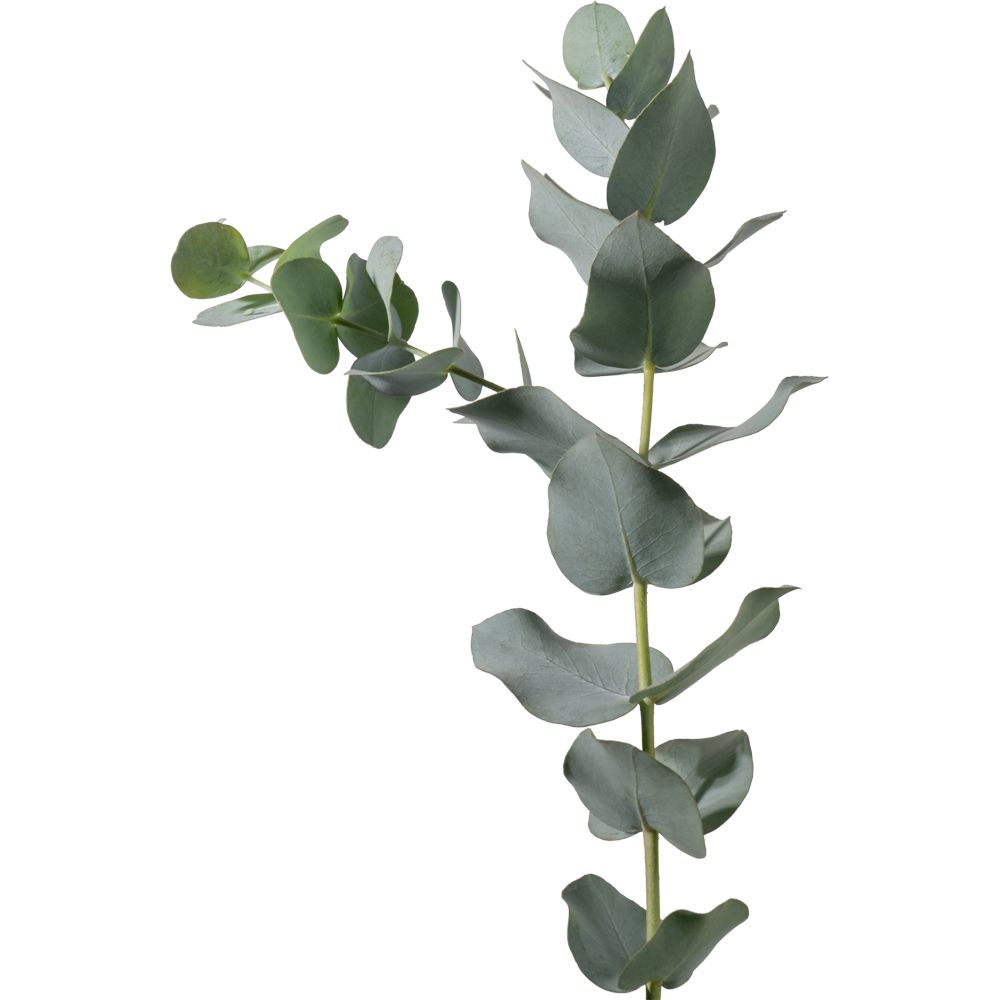 Eucalyptus Plant  Transparent Gallery