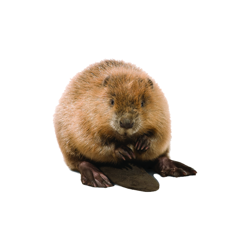 Eurasian Beaver Transparent Picture