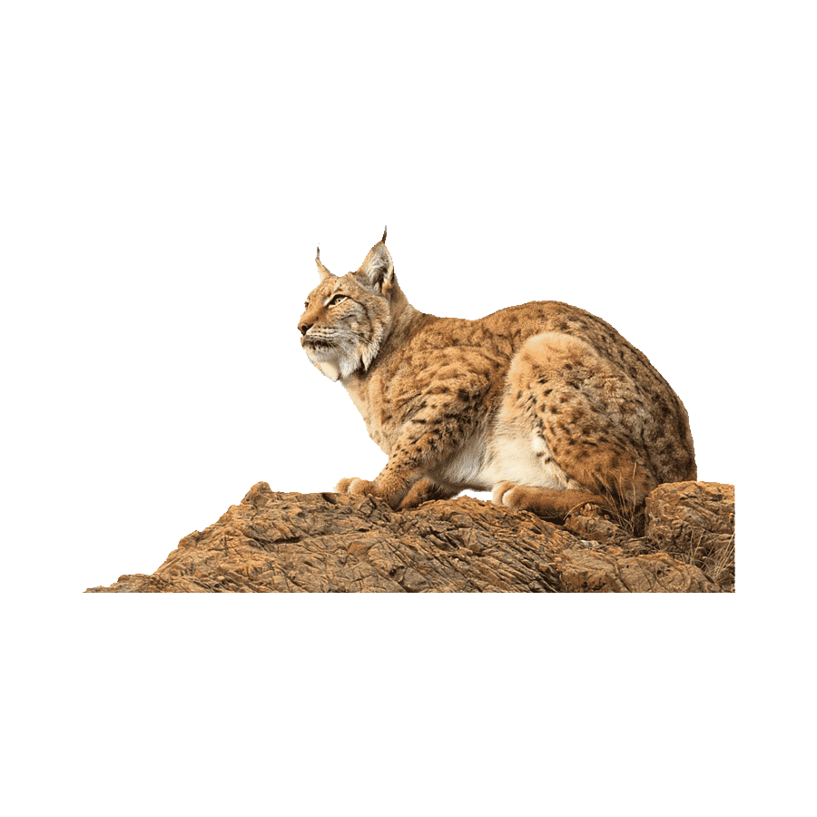Eurasian Lynx Transparent Image