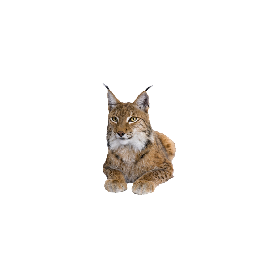 Eurasian Lynx Transparent Photo