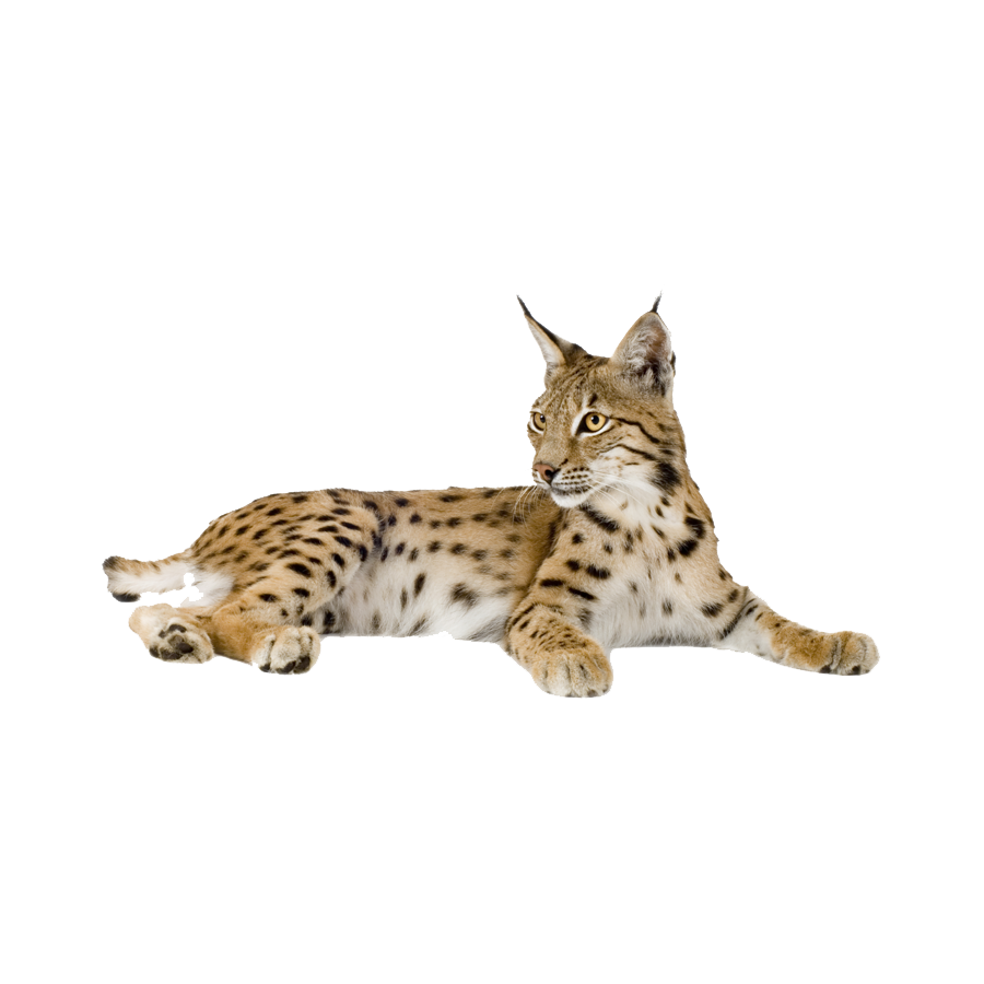 Eurasian Lynx Transparent Clipart