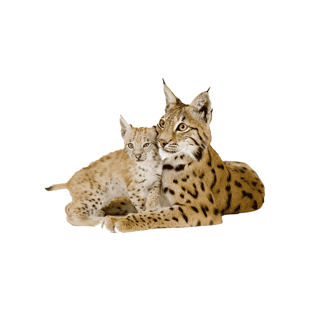 Eurasian Lynx Transparent Gallery