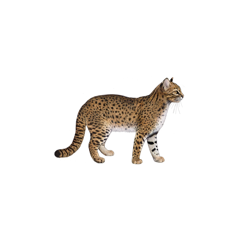 European Wildcat Transparent Image