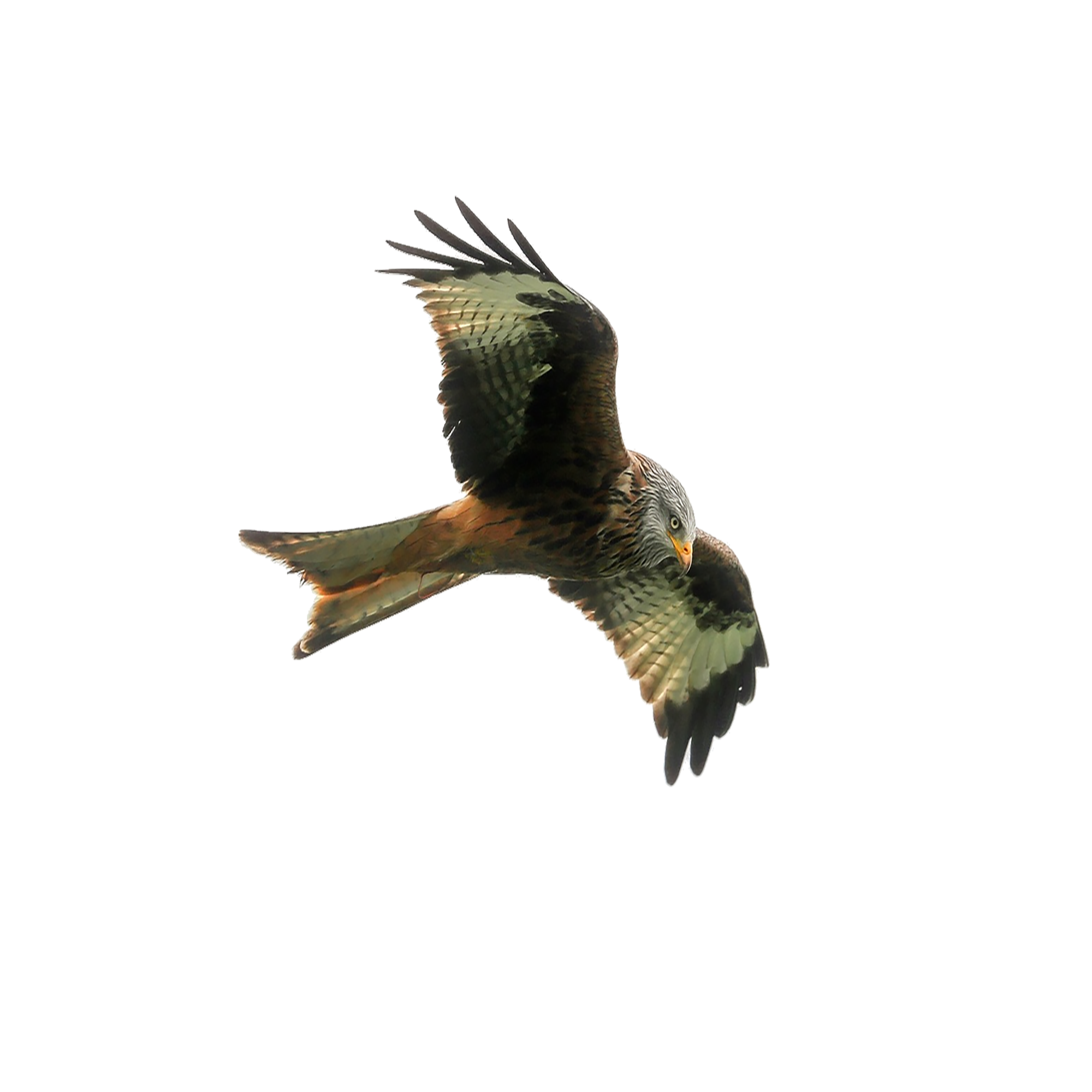 Falcon Transparent Image