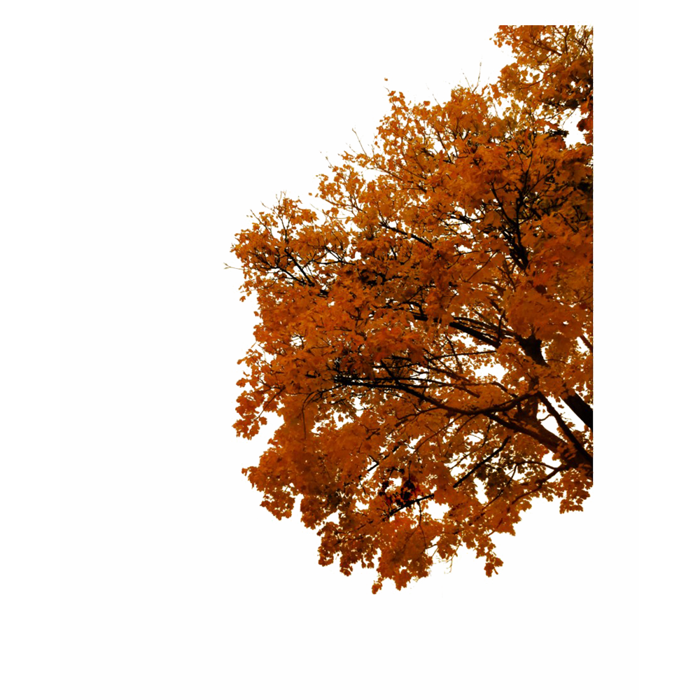 Fall Tree Branch  Transparent Photo