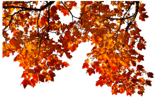 Fall Tree Branch PNG