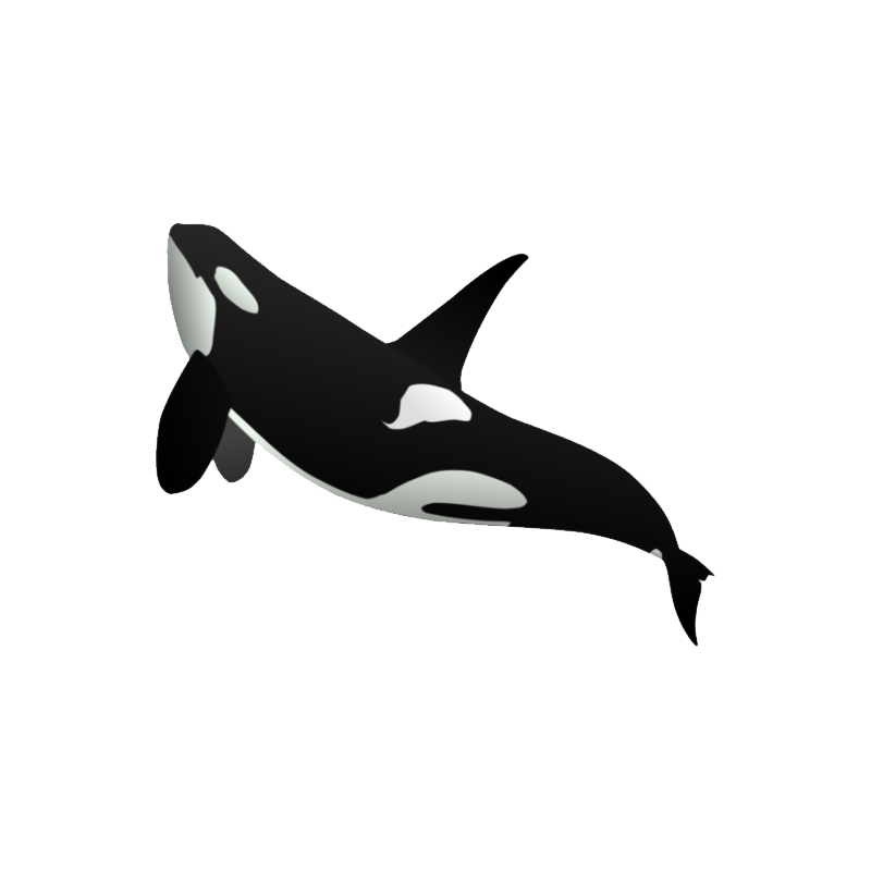 False Killer Whale Transparent Image