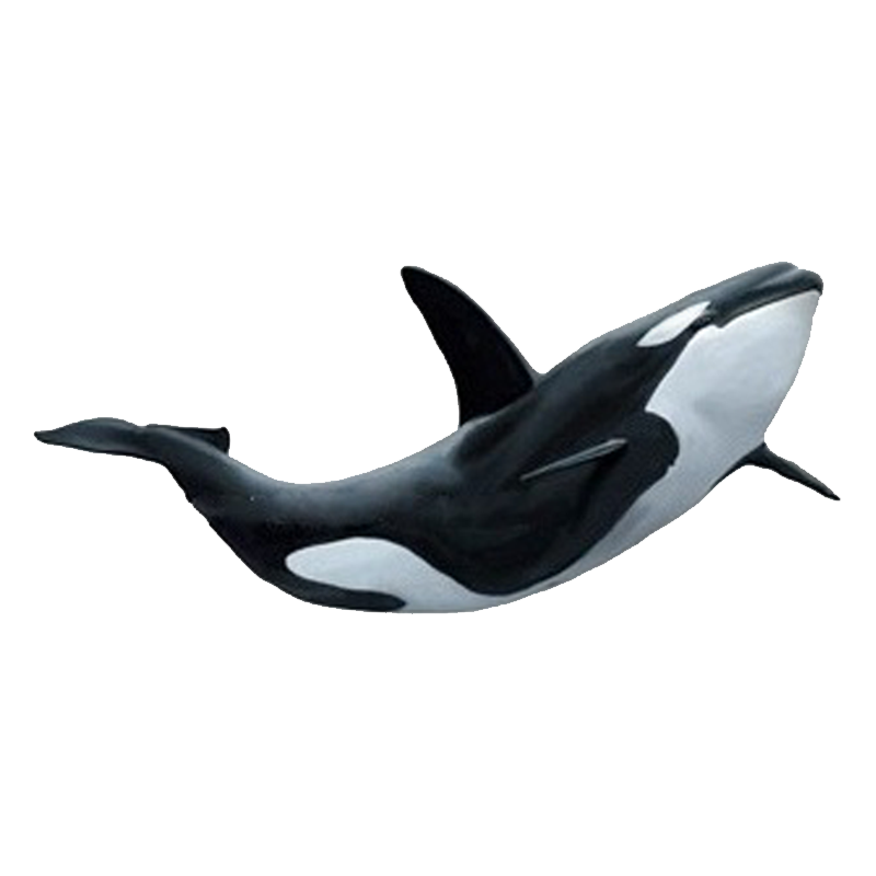 False Killer Whale Transparent Picture